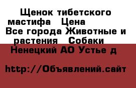 Щенок тибетского мастифа › Цена ­ 60 000 - Все города Животные и растения » Собаки   . Ненецкий АО,Устье д.